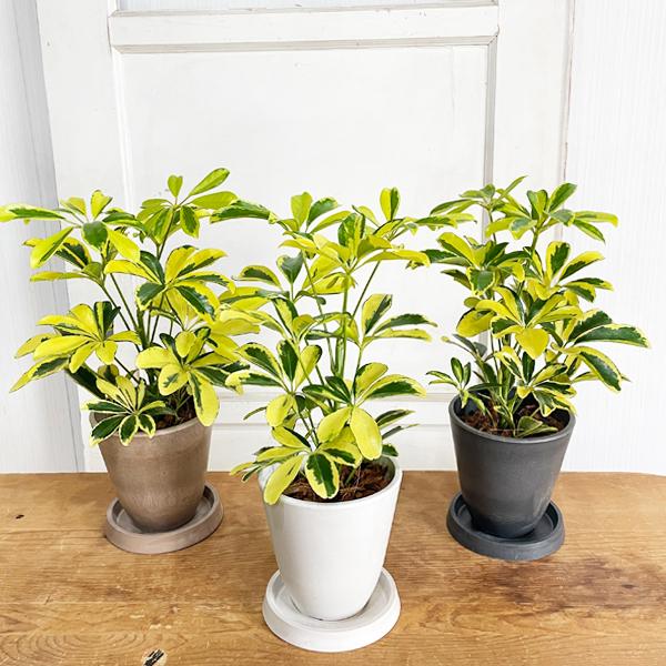 シェフレラ ハッピーイエロー 選べる鉢カラー ボタニーポット 観葉植物 卓上 本物 カポック インテリア 中型 オフィス デスク 即日出荷 送料無料 Happybota 観葉植物のパーフェクトグリーン 通販 Yahoo ショッピング