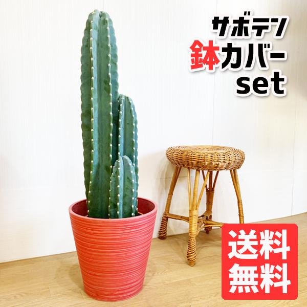 超激安 サボテン 柱サボテン ８号 ３本立 カラー鉢カバー付き 寒さに強い 観葉植物 送料無料 超歓迎 Jeannesauve Org