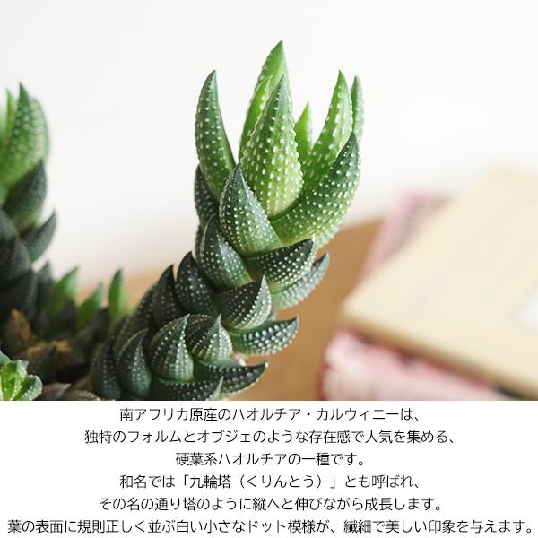 ハオルチア カルウィニー 陶器鉢植え パープルポット 観葉植物 ミニ