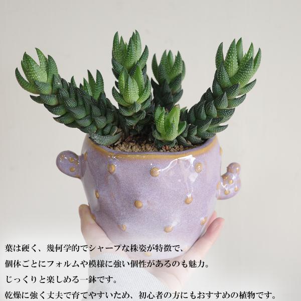 ハオルチア カルウィニー 陶器鉢植え パープルポット 観葉植物 ミニ