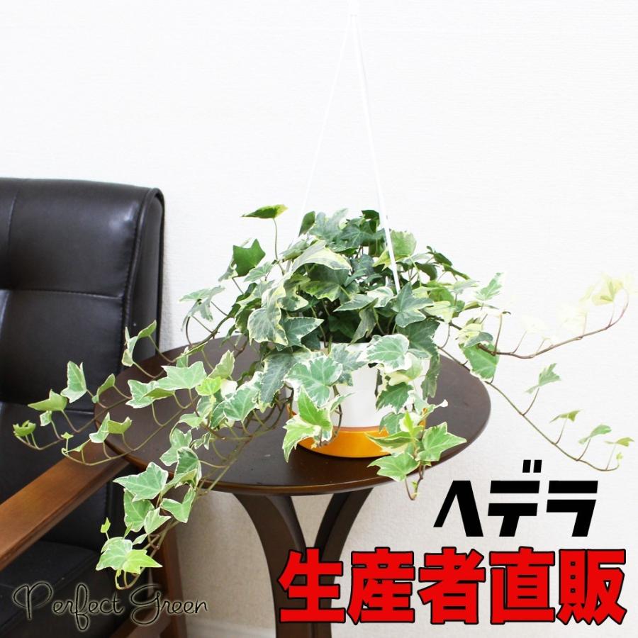 ヘデラ アイビー ヘリックス ５号鉢 吊り鉢 観葉植物 送料無料 Hedera5n 観葉植物のパーフェクトグリーン 通販 Yahoo ショッピング