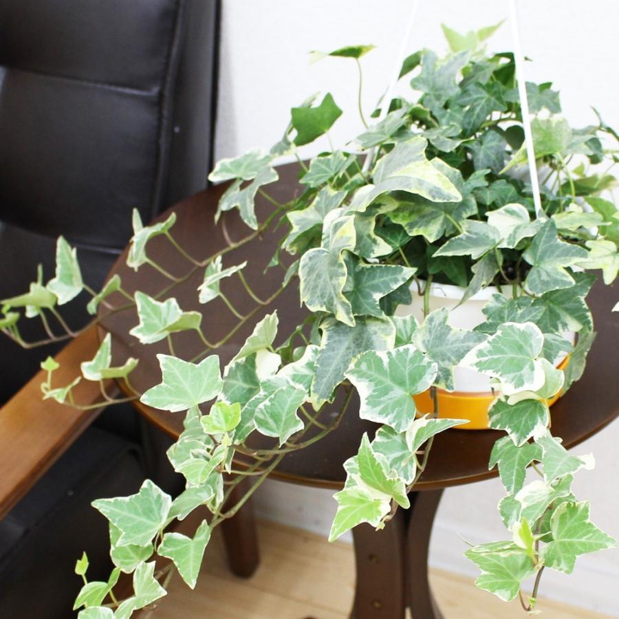 ヘデラ アイビー ヘリックス ５号鉢 吊り鉢 観葉植物 送料無料 Hedera5n 観葉植物のパーフェクトグリーン 通販 Yahoo ショッピング