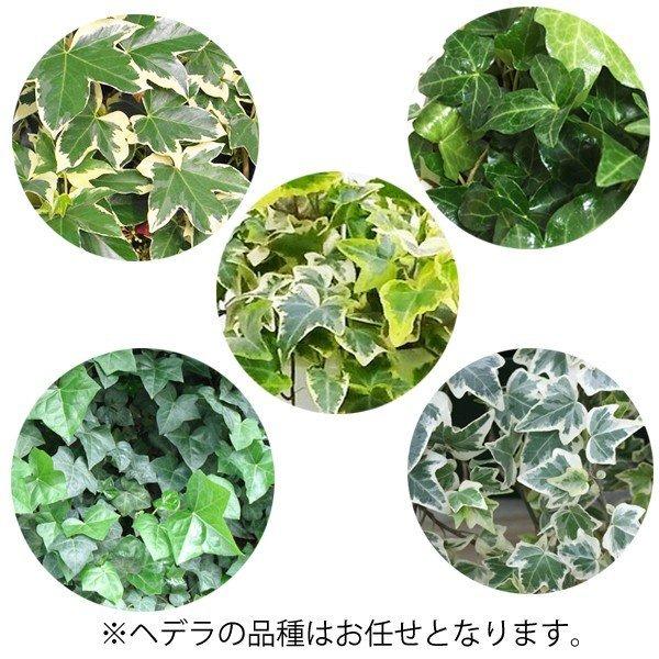 ヘデラ アイビー ヘリックス 吊り鉢 観葉植物 送料無料 Hedera6 観葉植物のパーフェクトグリーン 通販 Yahoo ショッピング