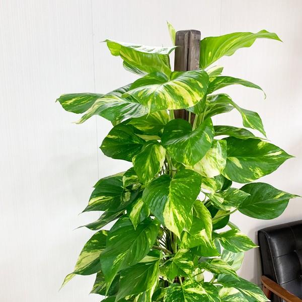 法人宛送料無料 ポトス ゴールデンポトス ヘゴ仕立て 大サイズ 大鉢 １０号鉢 観葉植物 大型 Hegopotosu10 観葉植物のパーフェクトグリーン 通販 Yahoo ショッピング