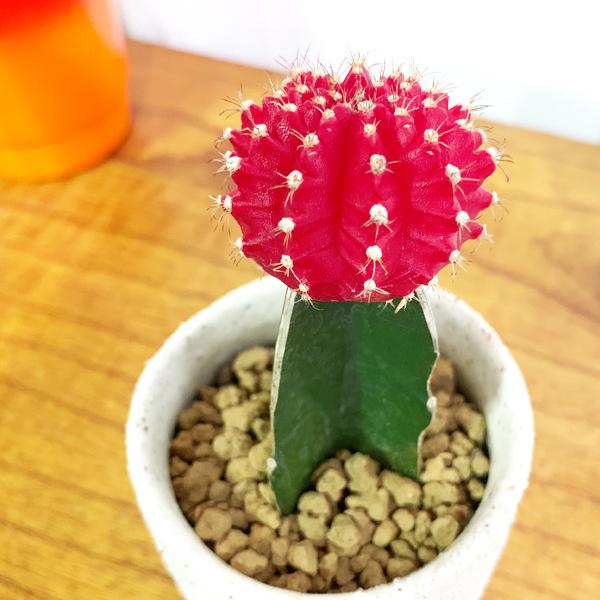 赤いサボテン 還暦祝い プレゼント 陶器鉢植え 観葉植物 ギフト お祝い 管理簡単 サボテン ヒボタン 緋牡丹 即日出荷 送料無料 女性 男性 母 父 Hibokanreki 観葉植物のパーフェクトグリーン 通販 Yahoo ショッピング