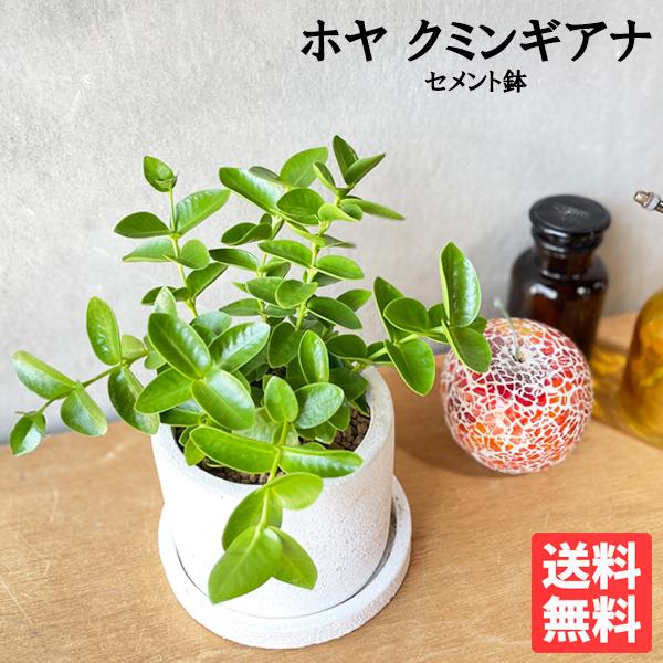 ホヤ クミンギアナ セメントホワイト 鉢植え 卓上サイズ 観葉植物 吊り下げ ミニ 送料無料 即日出荷 ついに再販開始