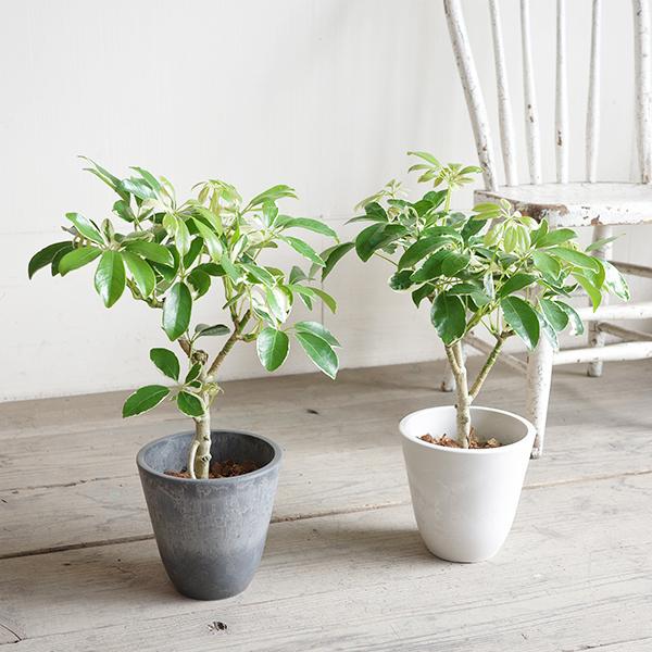 シェフレラ 斑入り 観葉植物 ボタニープランター 選べるカラー 小型