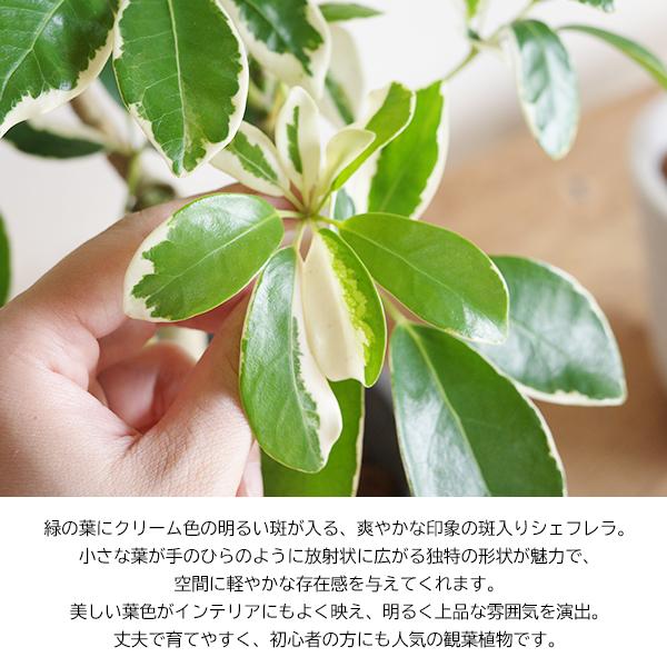 シェフレラ 斑入り 観葉植物 ボタニープランター 選べるカラー 小型