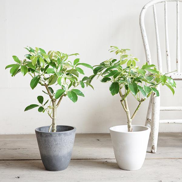 シェフレラ 斑入り 観葉植物 ボタニープランター 選べるカラー 小型