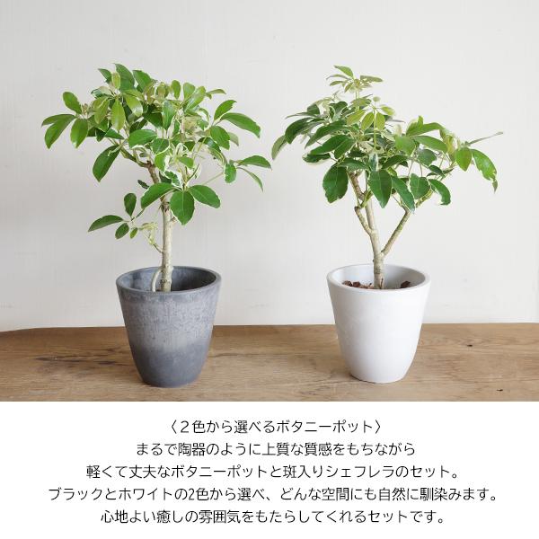 シェフレラ 斑入り 観葉植物 ボタニープランター 選べるカラー 小型