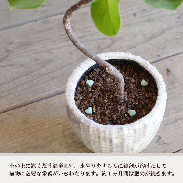 置くだけ簡単肥料 2個セット ハート型 観葉植物用 ハイポネックス