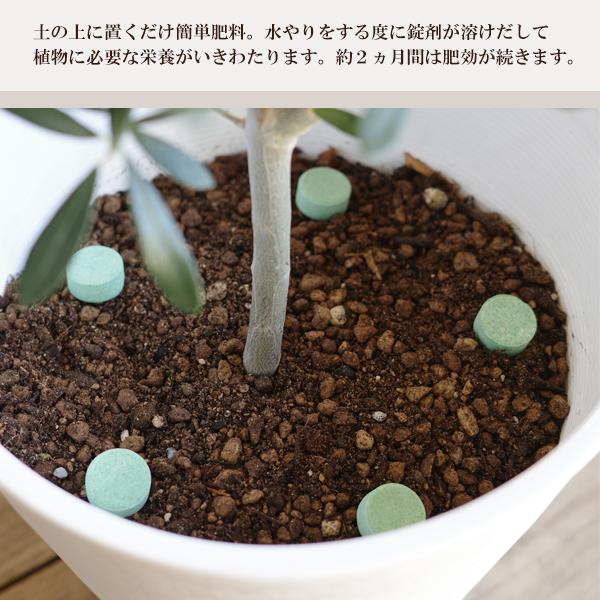 置くだけ簡単肥料 オリーブ用 ハイポネックス hyponex 園芸店推奨 4号