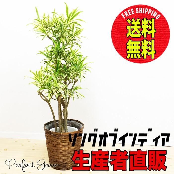 ソングオブインディア ドラセナレフレクサ 鉢カバー付 観葉植物 送料無料 ドラセナ India8 観葉植物のパーフェクトグリーン 通販 Yahoo ショッピング