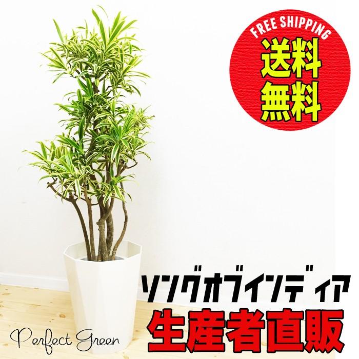 ソングオブインディア ドラセナレフレクサ スタイリッシュな白色鉢カバー 観葉植物 送料無料 ドラセナ India8pw 観葉植物のパーフェクトグリーン 通販 Yahoo ショッピング