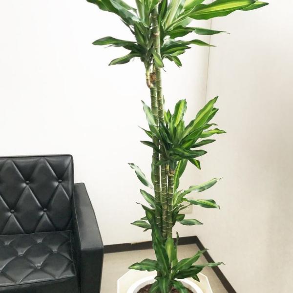 ドラセナ ジェレ 観葉植物 10号 大型 丈夫 開店祝い 御祝 おしゃれ
