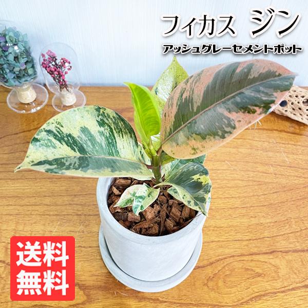 フィカス ジン アッシュグレーセメント鉢植え 斑入りゴムの木 珍しいゴムの木 ミニ 送料無料 ギフト 推奨 自宅用 小型 即日出荷 観葉植物