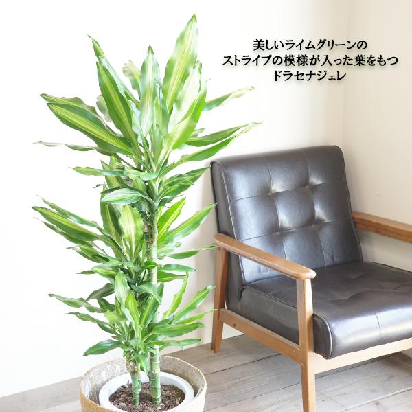 ドラセナ ジェレ やわらかいかご付き 観葉植物 送料無料 幸福の木 中型