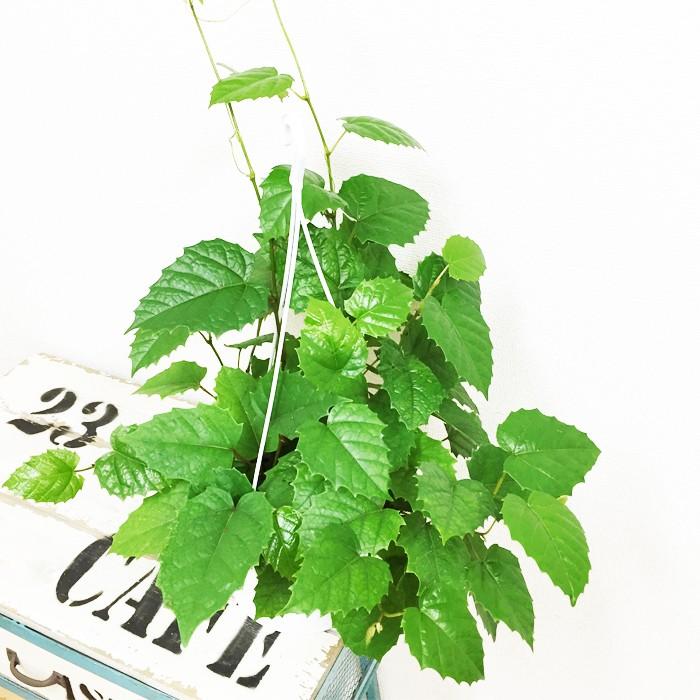 シッサス カンガルーアイビー 吊り鉢 観葉植物 送料無料 Kangal6 観葉植物のパーフェクトグリーン 通販 Yahoo ショッピング