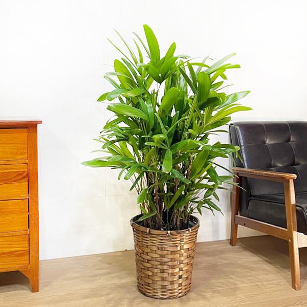 観音竹 高級鉢付き ☆引き取り希望☆