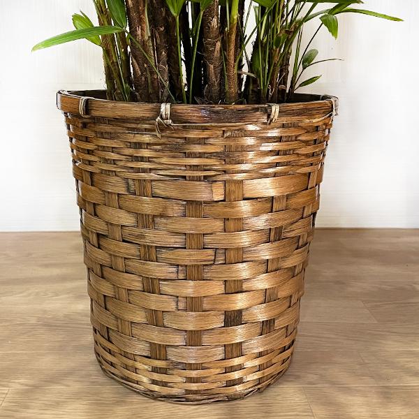 観音竹 高級鉢付き ☆引き取り希望☆