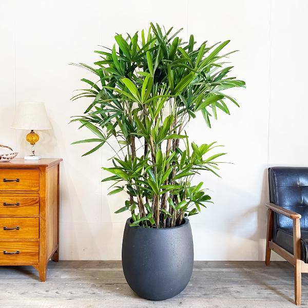 観音竹 高級鉢付き ★引き取り希望★ 観音竹 カンノンチク 観葉植物 大型 バルーン型 鉢カバー付き ブラック