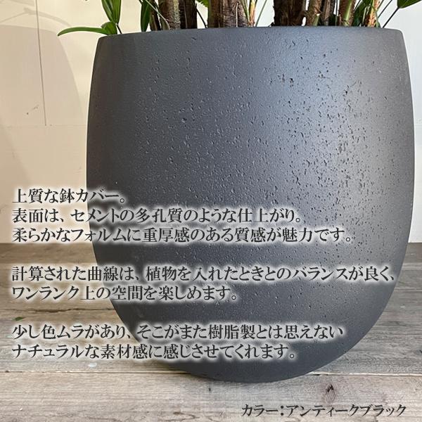 観音竹 カンノンチク 観葉植物 大型 バルーン型 鉢カバー付き ブラック 