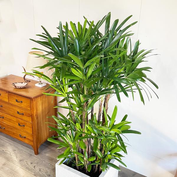 観音竹 カンノンチク 10号 観葉植物 キューブ型 高級鉢カバー付