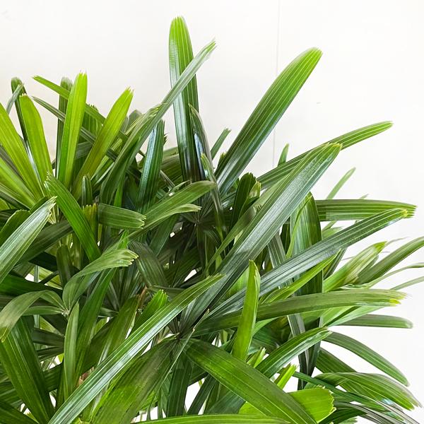 観音竹 カンノンチク 10号 観葉植物 キューブ型 高級鉢カバー付