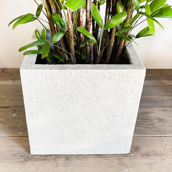 観音竹 カンノンチク 10号 観葉植物 キューブ型 高級鉢カバー付