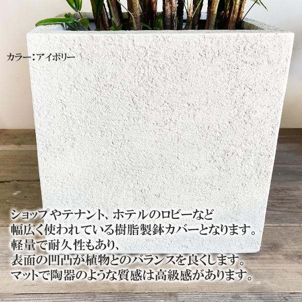 観葉植物 カンノンチク 白鉢入り10号鉢 観音竹 カンノンチク 10号 観葉植物 キューブ型 高級鉢カバー付
