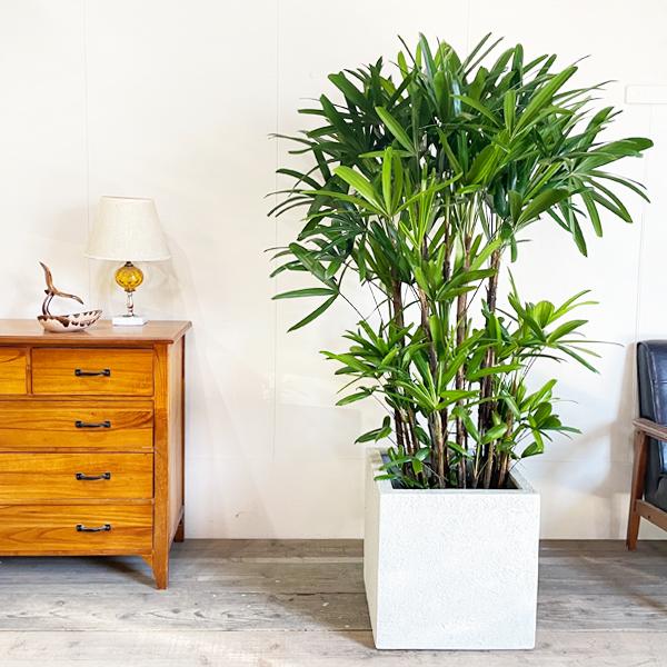 観音竹 カンノンチク 送料無料 苗木 苗 販売 鉢植え 観葉植物 観音竹 10号 カンノンチク 10号 その他観葉植物