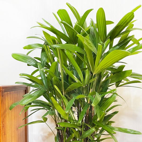 カンノンチク 観音竹 スタイリッシュな黒色鉢カバー付 観葉植物 送料