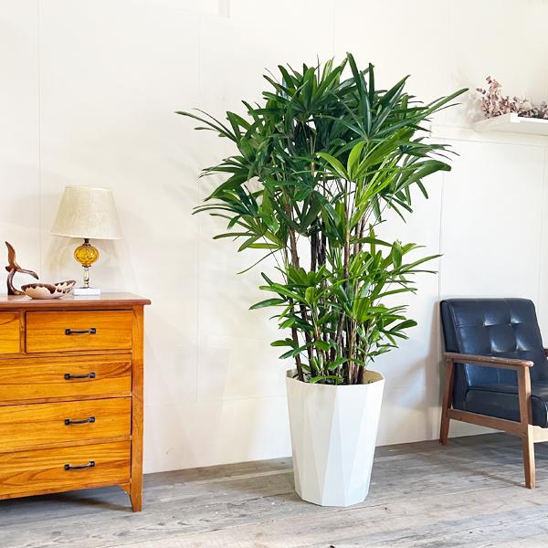 観音竹 カンノンチク 観葉植物 10号 大型 おしゃれ 鉢植え 本物 大きい