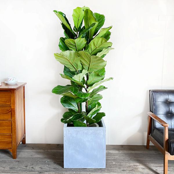 カシワバゴム キューブ型 高級鉢カバー付 アッシュグレー ゴムの