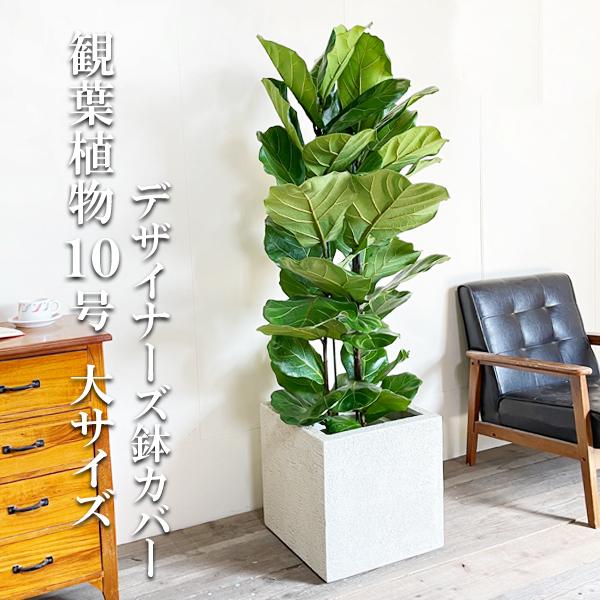 カシワバゴム 観葉植物 大型 10号 キューブ型 高級鉢カバー付 アイボリー ゴムの木 フィカス リラータ おしゃれ 鉢植え 本物 大きい