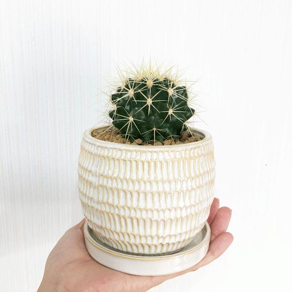 送料無料 サボテン 金鯱 11号鉢 送料込み 再入荷 Scarboroughattorneys Com