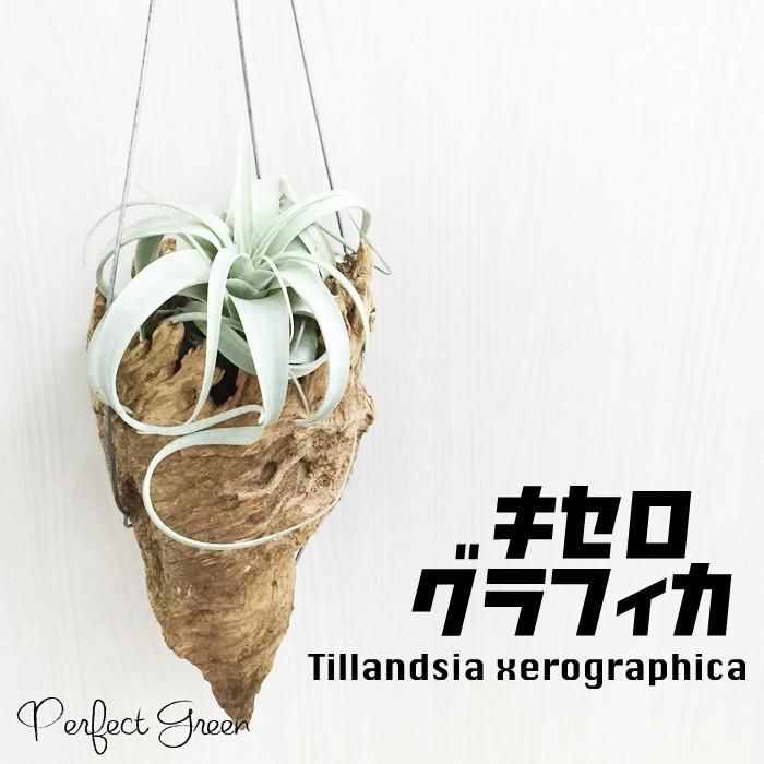 キセログラフィカ チランジア エアプランツ Tillandsia