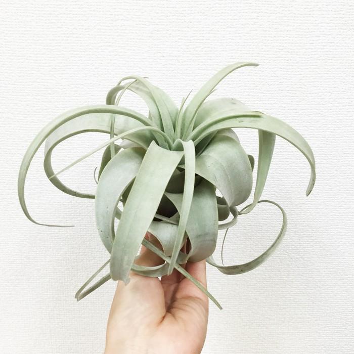 exserta × xerographica〔エアプランツ〕T5172 送料無料】exserta x roland-gosselinii〔エアプランツ〕現品