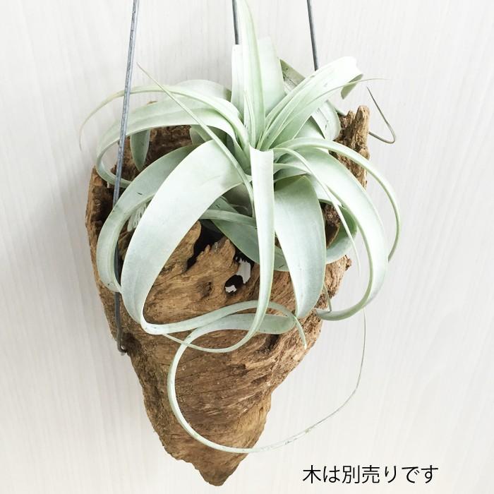 キセログラフィカ チランジア エアプランツ Tillandsia xerographica