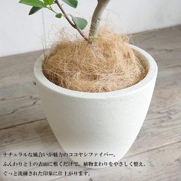 ヤシの繊維 100gx2セット ココヤシファイバー 天然素材 アイディア