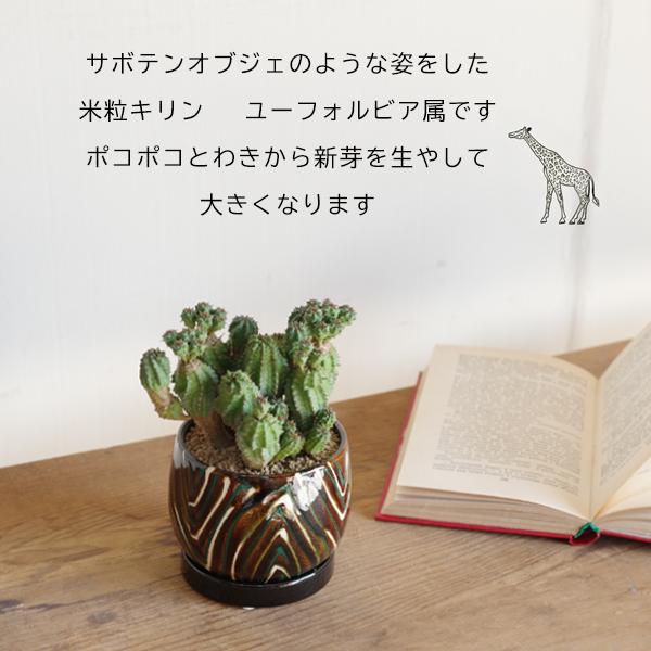 観葉植物 小さい コメツブキリン 陶器鉢植え 米粒麒麟 観葉植物 小さい コメツブキリン 陶器鉢植え 米粒麒麟