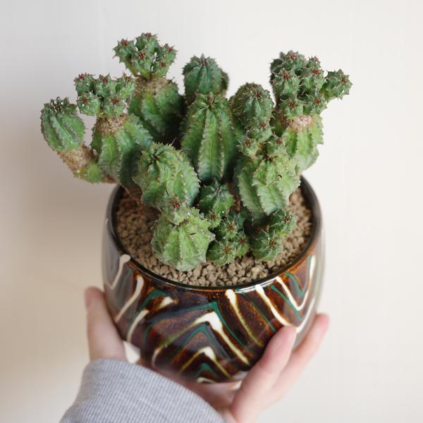 観葉植物 小さい コメツブキリン 陶器鉢植え 米粒麒麟 観葉植物 小さい コメツブキリン 陶器鉢植え 米粒麒麟