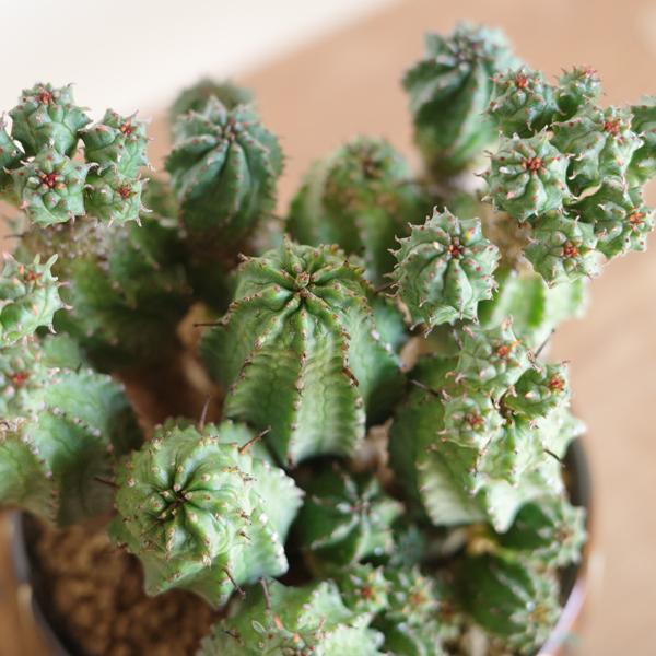 観葉植物 小さい コメツブキリン 陶器鉢植え 米粒麒麟 観葉植物 小さい コメツブキリン 陶器鉢植え 米粒麒麟