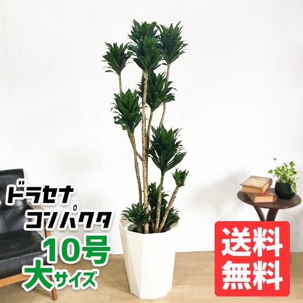 ドラセナ　コンパクタ　10号鉢つき　綴化❗　① ドラセナ コンパクタ 観葉植物 10号 大型 幸福の木 おしゃれ 鉢植え