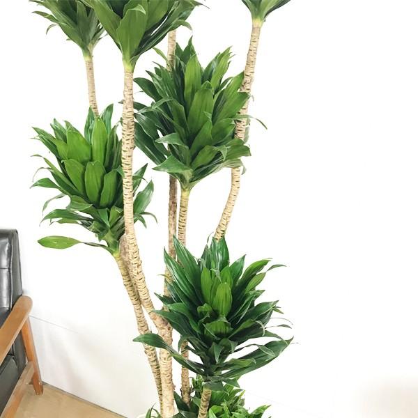 ドラセナ コンパクタ 観葉植物 10号 大型 幸福の木 おしゃれ 鉢植え