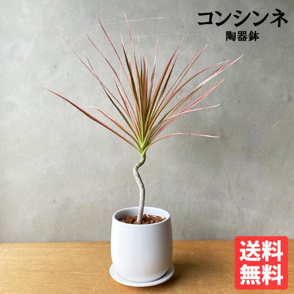 ドラセナ コンシンネ レインボー 陶器鉢植え ホワイト 白色鉢植え 観葉