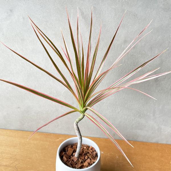 ドラセナ コンシンネ レインボー 陶器鉢植え ホワイト 白色