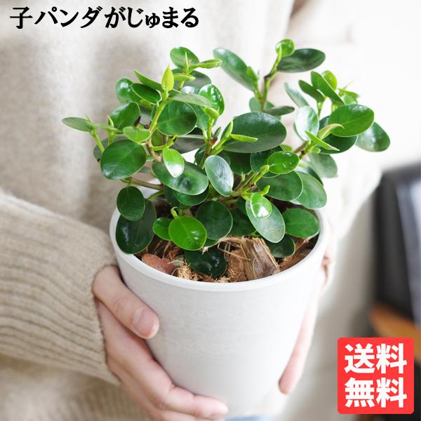 ミニ パンダガジュマル ボタニープランター ホワイト ゴムの木 送料無料 希少種 ミニ 観葉植物 ガジュマロ 即日出荷 | 
