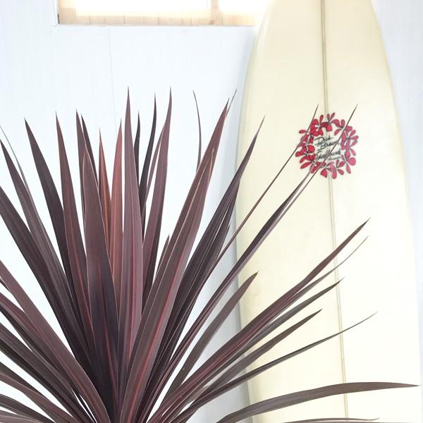 コルジリネ レッドスター ドラセナ 鉢植え 観葉植物 庭 ベランダ