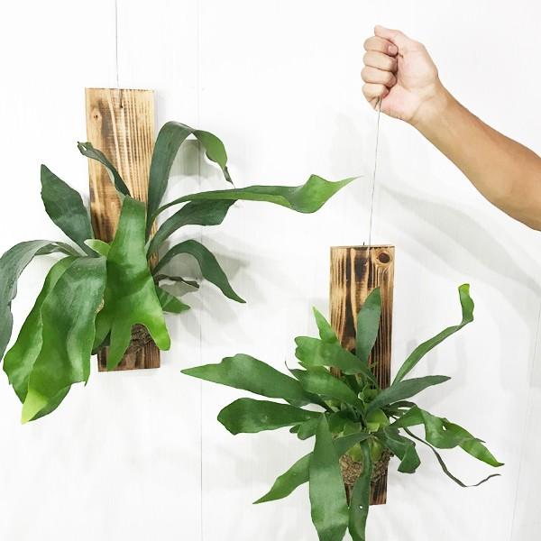 コウモリラン 壁掛け仕立て ビカクシダ ワイヤー付 苔 観葉植物 インテリア 吊り 吊るす 送料無料 Koumori35 観葉植物のパーフェクトグリーン 通販 Yahoo ショッピング